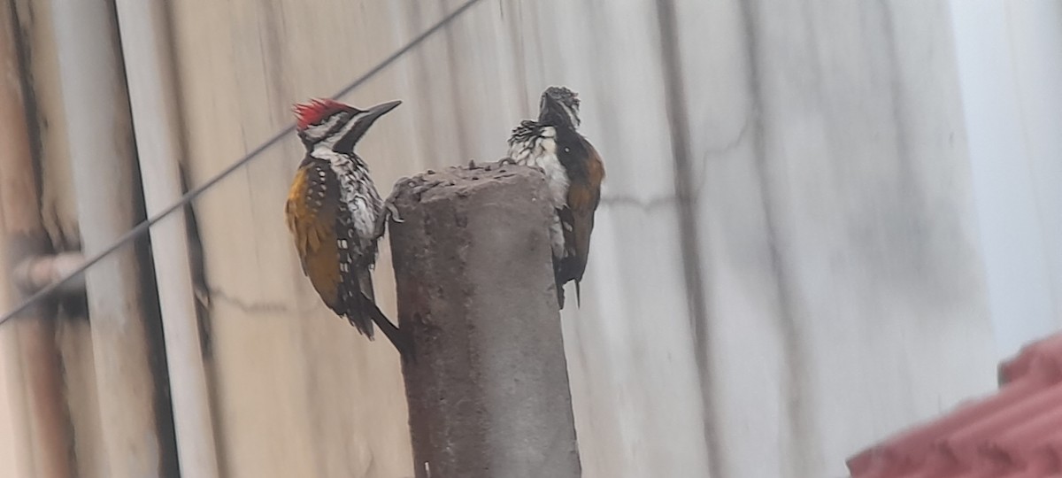 Black-rumped Flameback - ML374248551