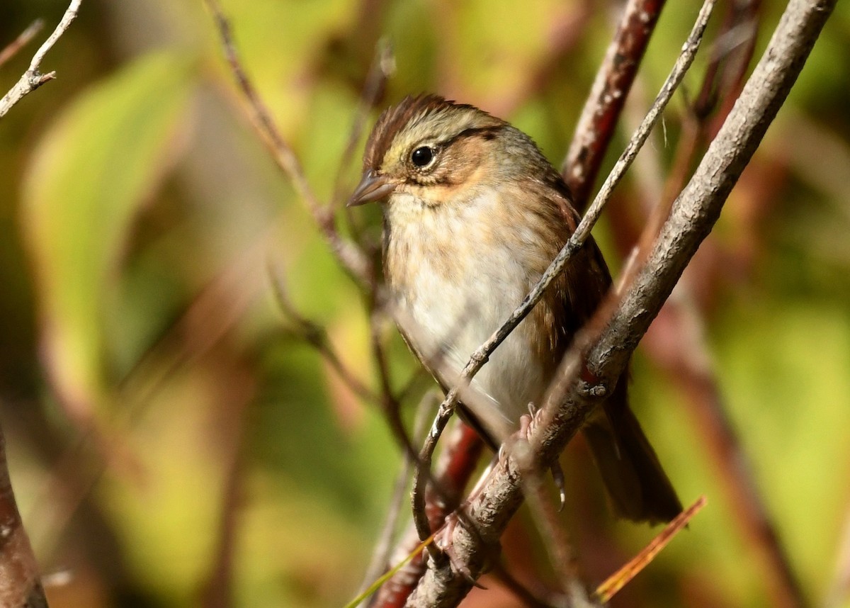 Swamp Sparrow - ML374248981