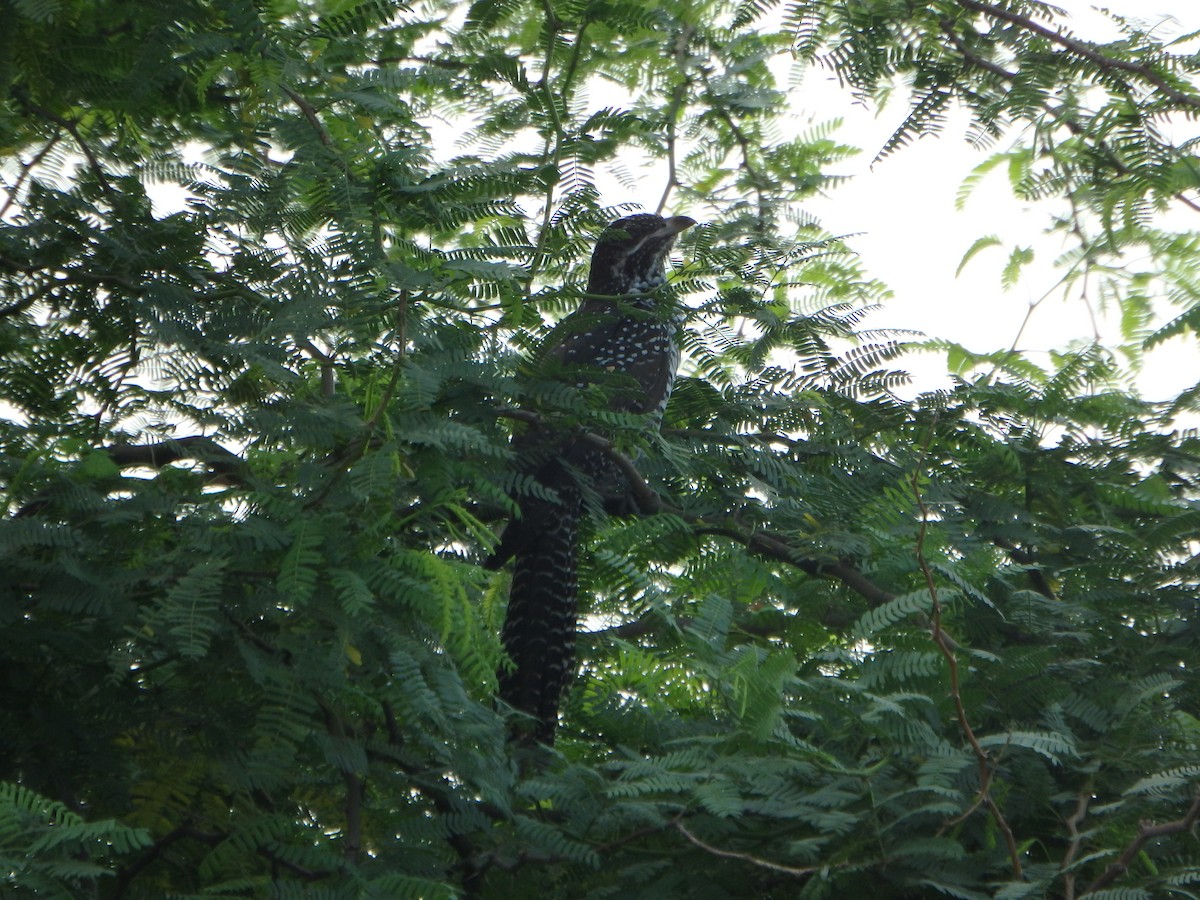 Asian Koel - Sumedh Jog