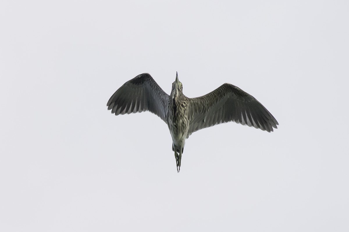 Black-crowned Night Heron - ML374250981