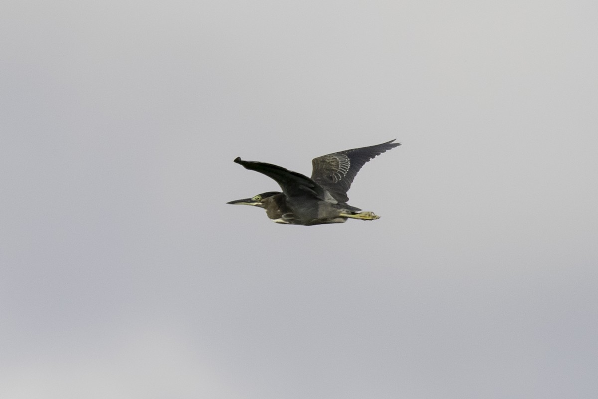 Striated Heron - ML374251001