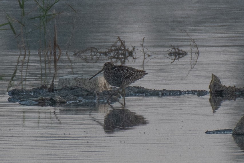 Common Snipe - ML374251571