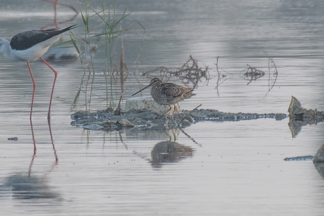 Common Snipe - ML374251581