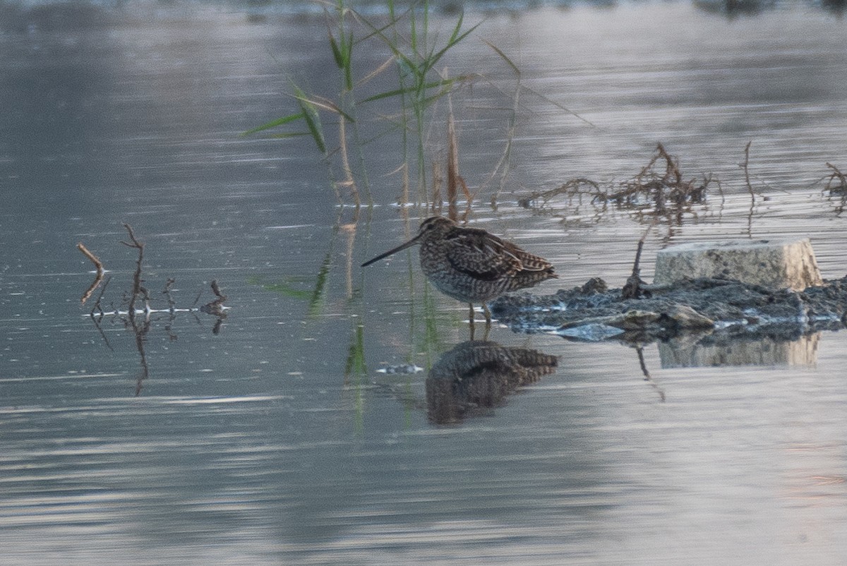 Common Snipe - ML374251601