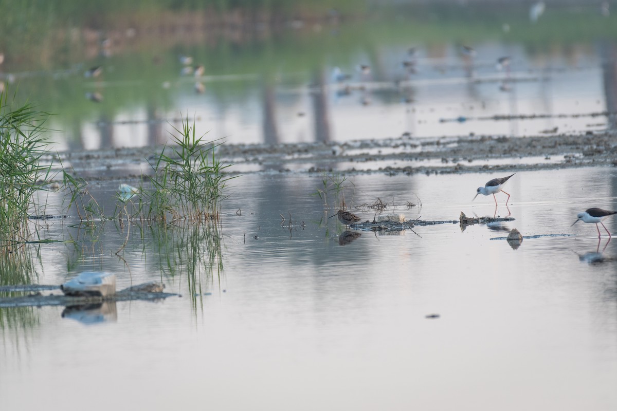 Common Snipe - ML374251711