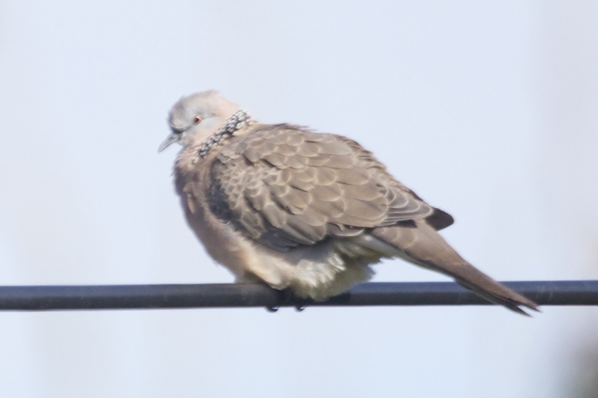Spotted Dove - ML374253951