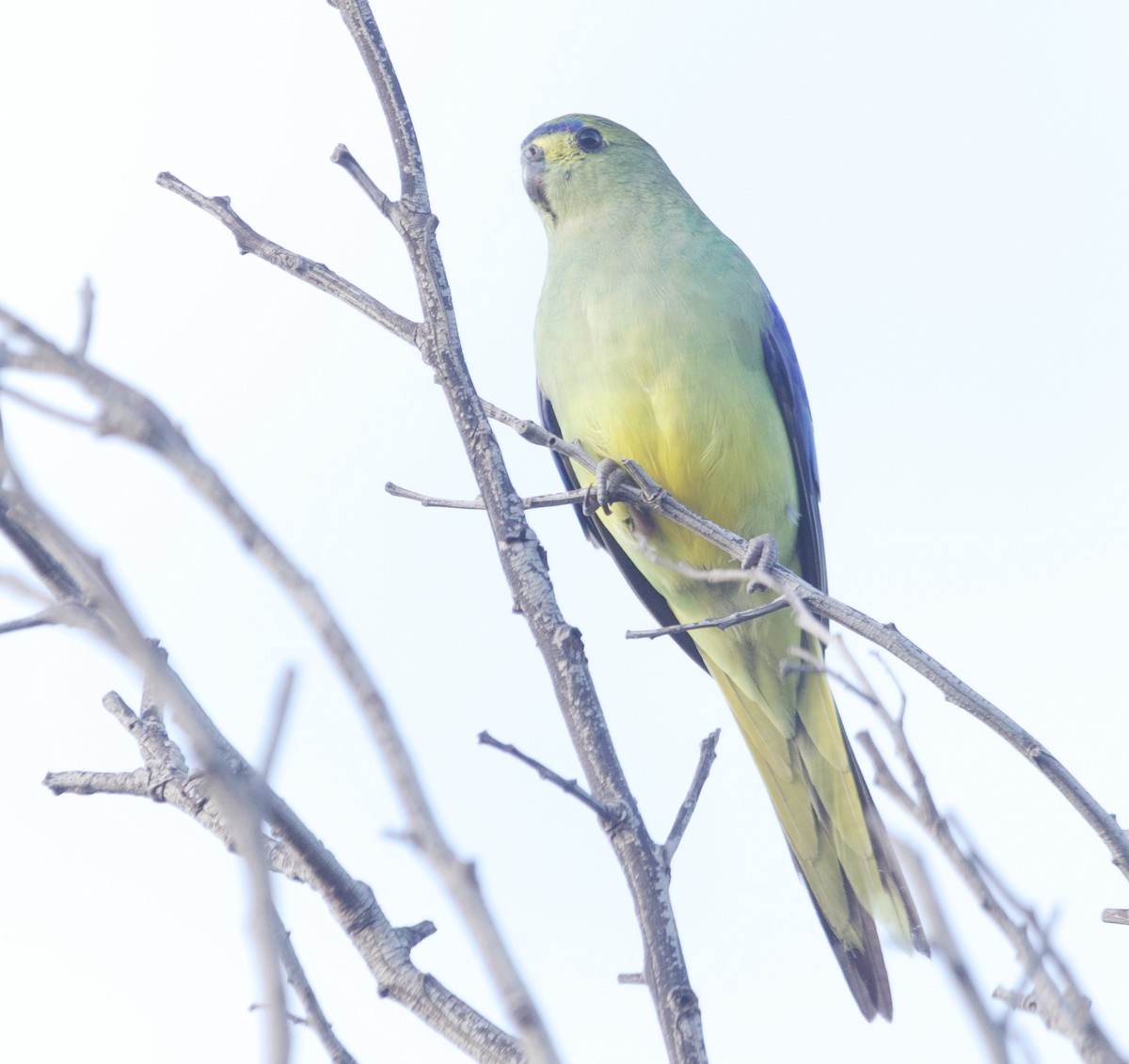 Blue-winged Parrot - ML374254131