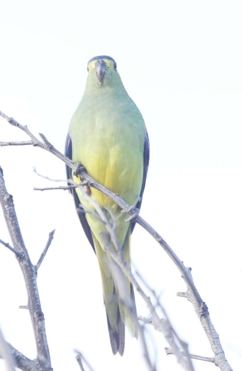Blue-winged Parrot - ML374254141