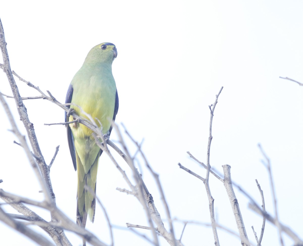 Blue-winged Parrot - ML374254151
