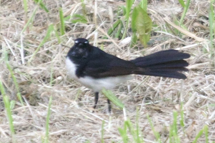 Willie-wagtail - ML374254321