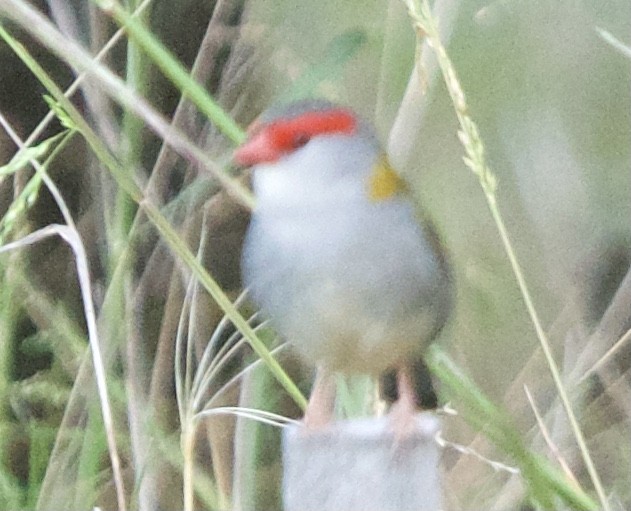 Red-browed Firetail - ML374254791