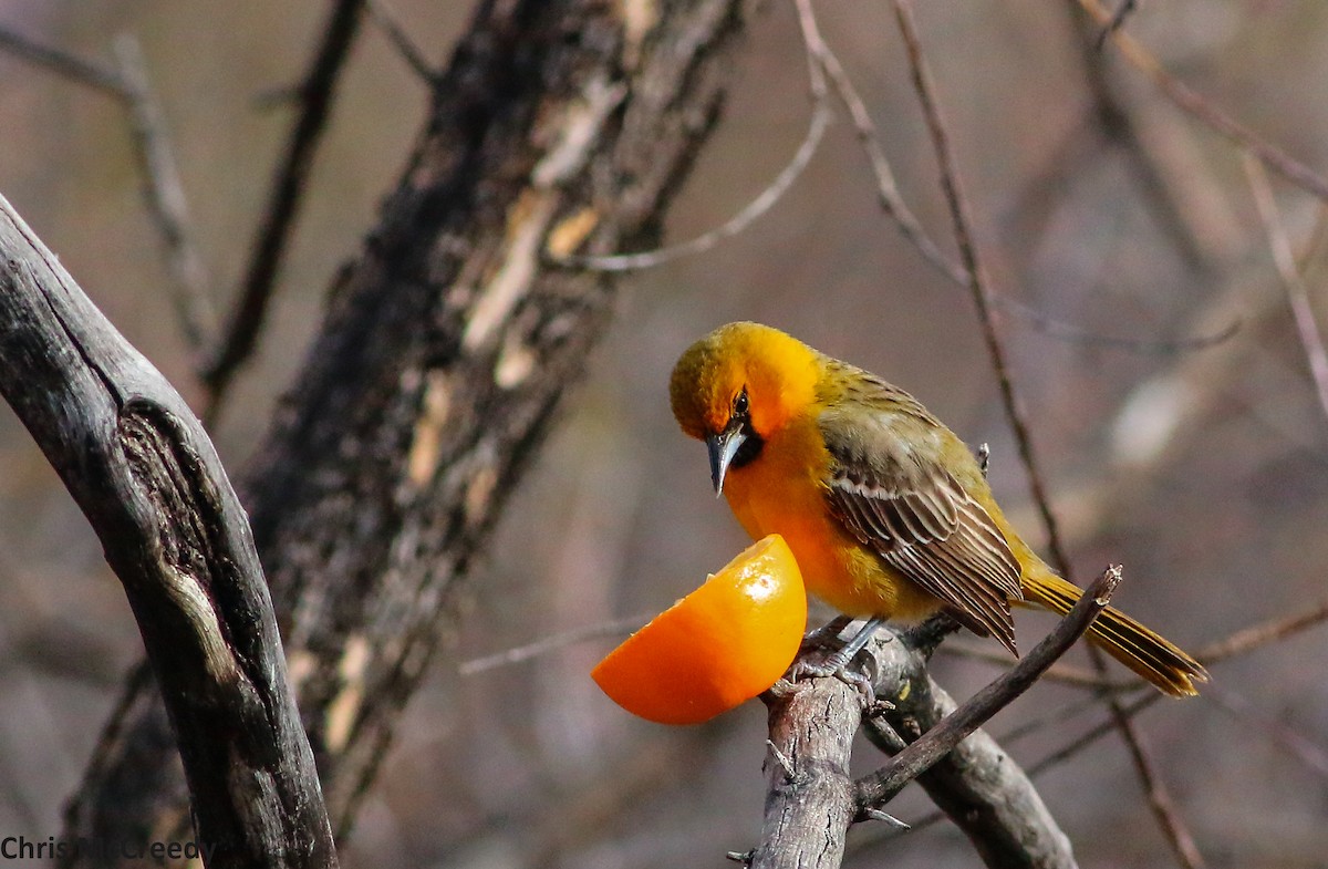 Oriole à dos rayé - ML374255511