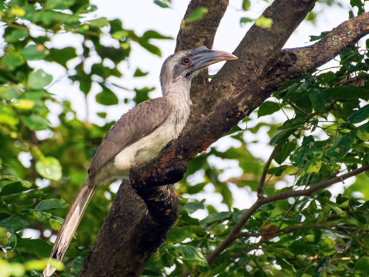 Indian Gray Hornbill - ML374255541