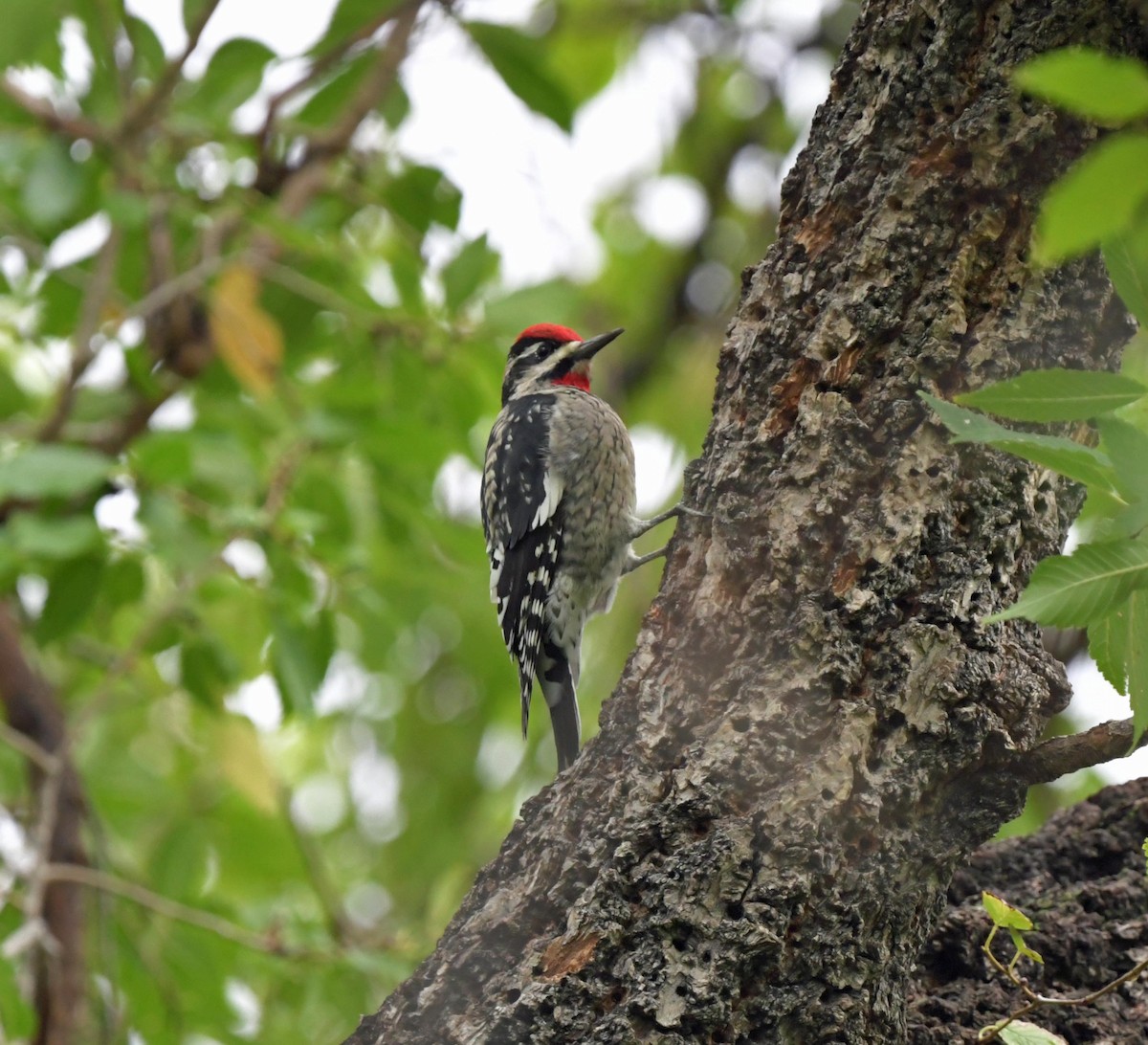 Red-naped Sapsucker - ML374255991