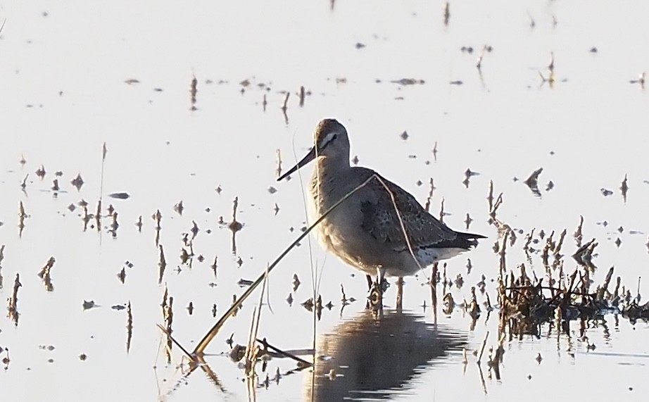 Hudsonian Godwit - ML374257361