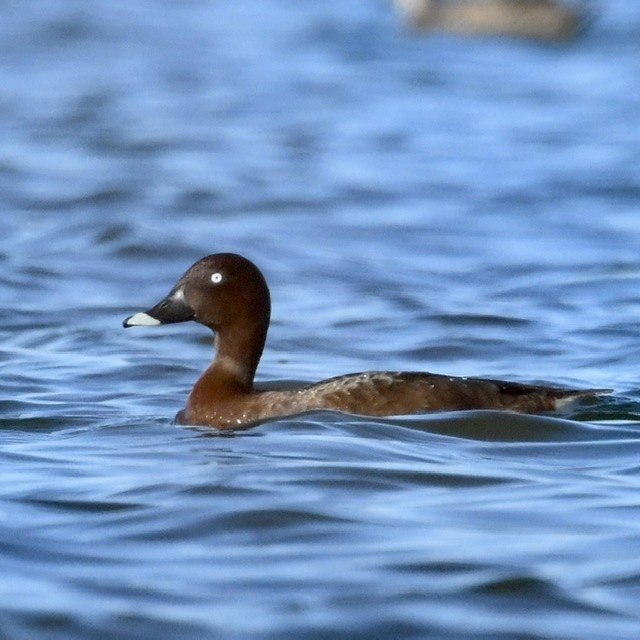 Porrón Australiano - ML374257761