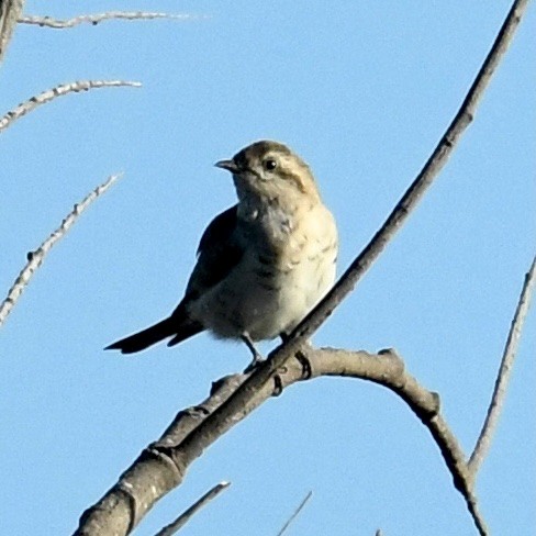 Black-eared Cuckoo - ML374257831