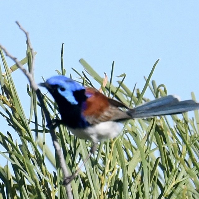 Purple-backed Fairywren - ML374257931