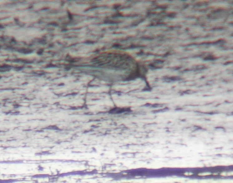 Sharp-tailed Sandpiper - ML374257991