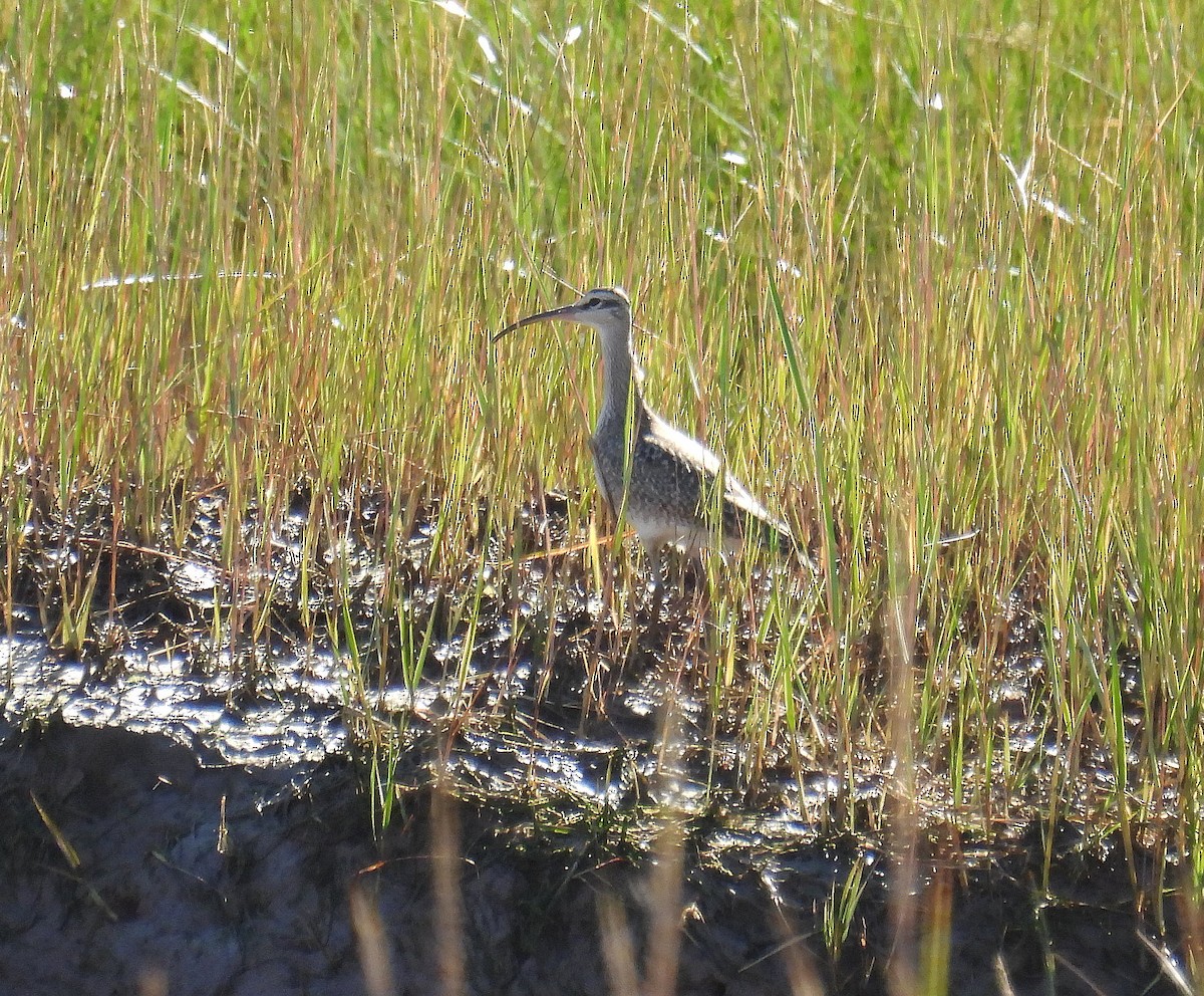 Whimbrel - Richard Mckay