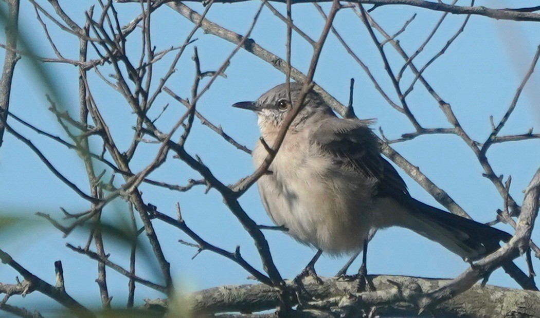 Northern Mockingbird - ML374259071