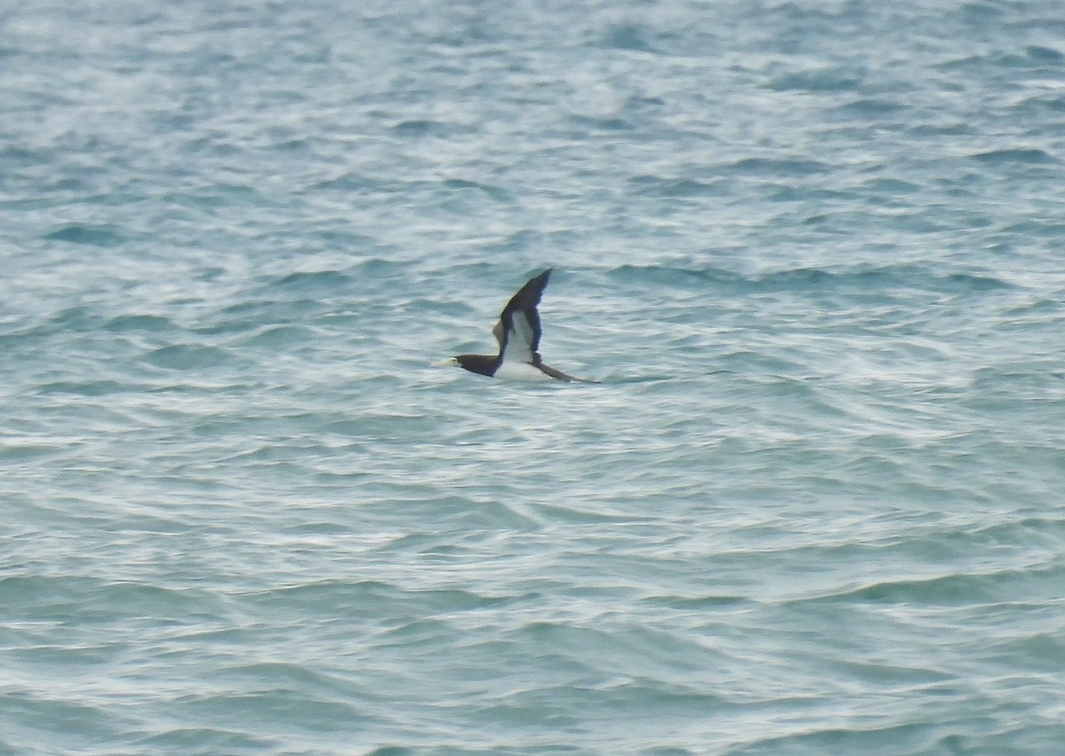 Brown Booby - ML374259971