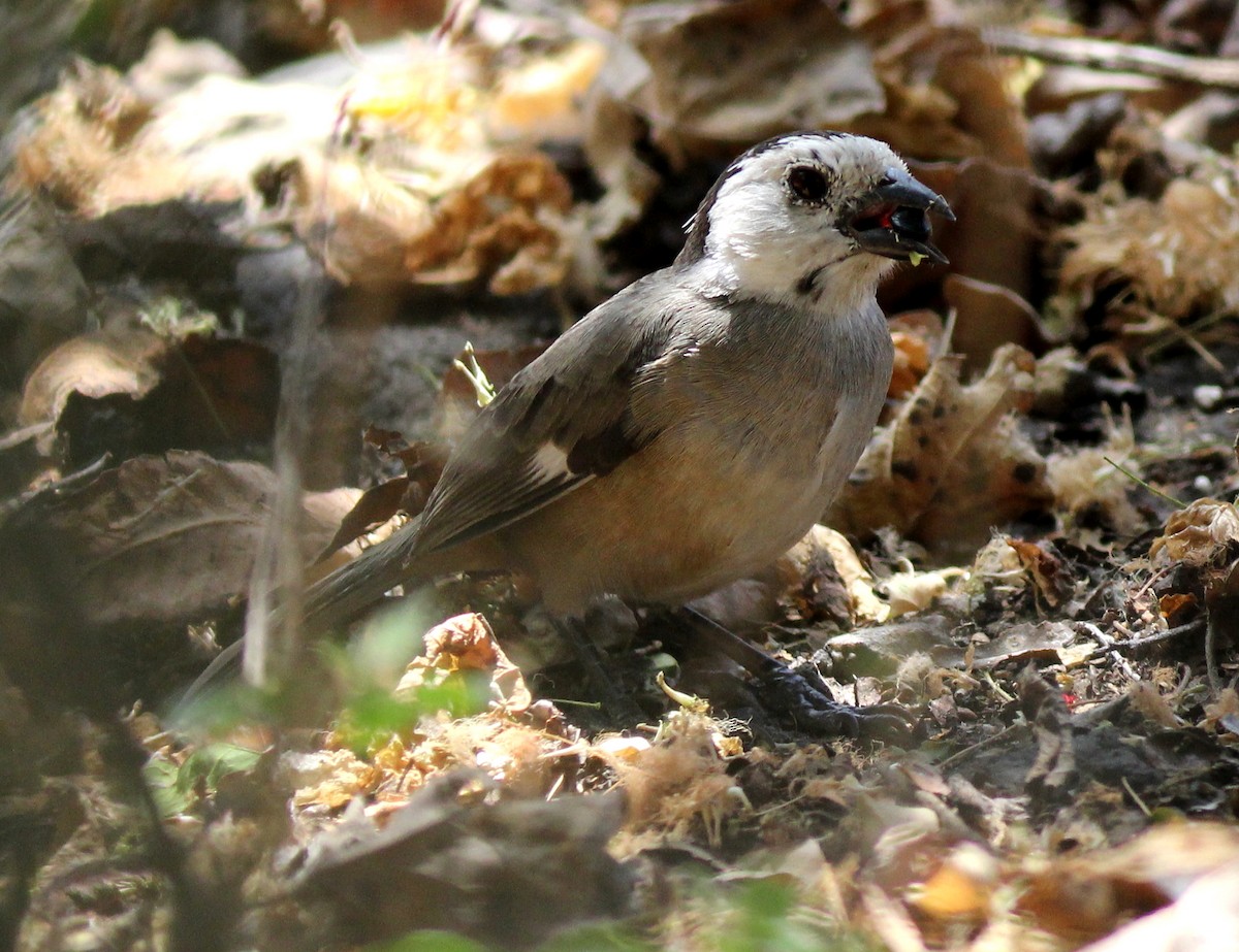 White-headed Brushfinch - Jason Leifester