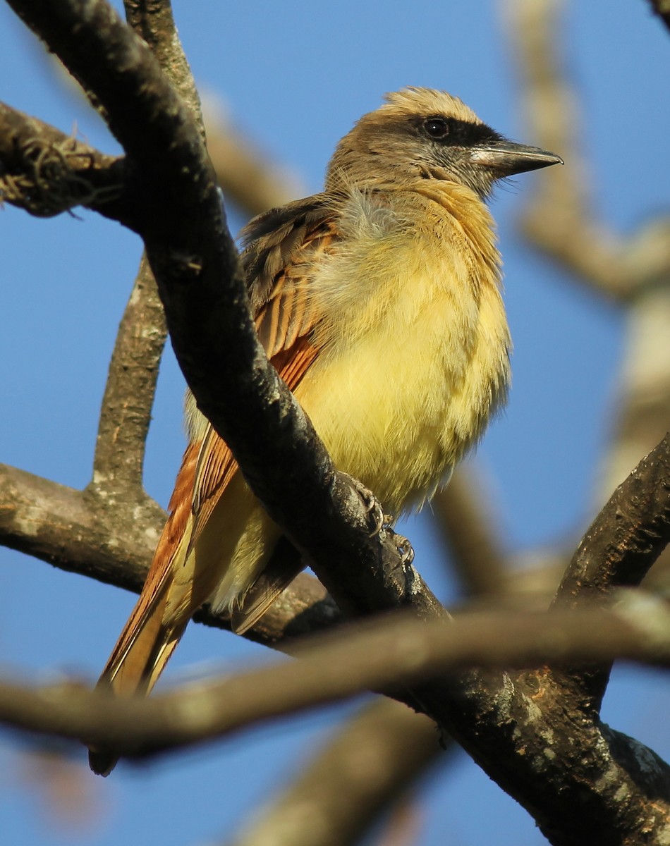 Baird's Flycatcher - Jason Leifester