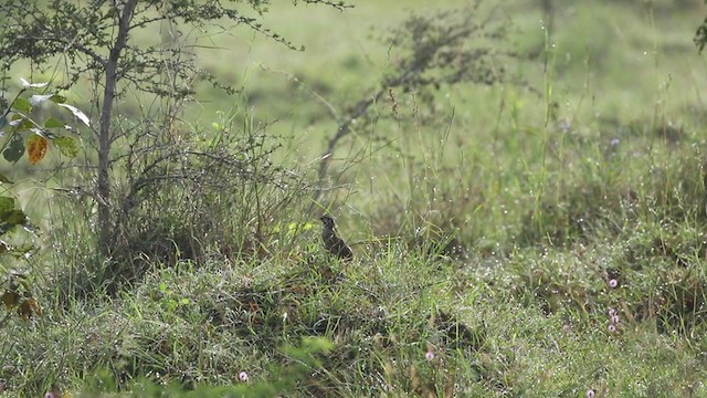 Rain Quail - ML374262311