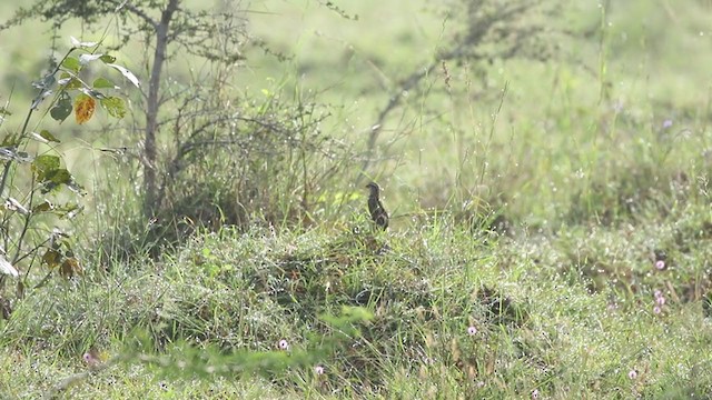 Rain Quail - ML374262321