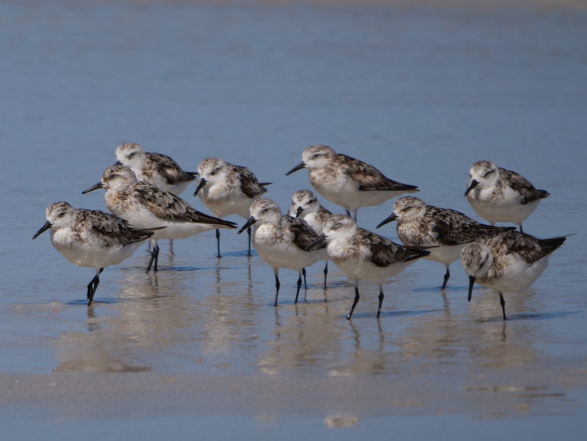 Sanderling - ML374264461