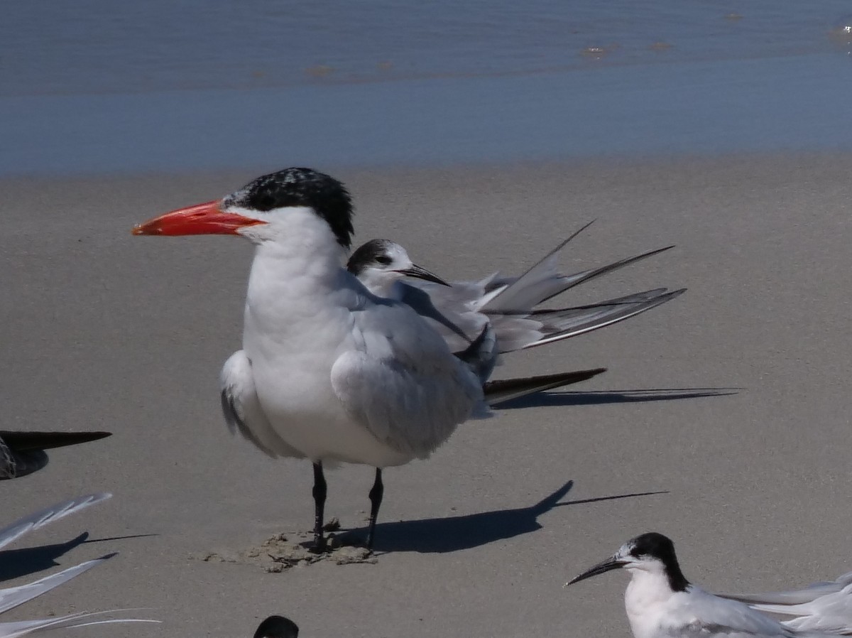 Caspian Tern - ML374264541