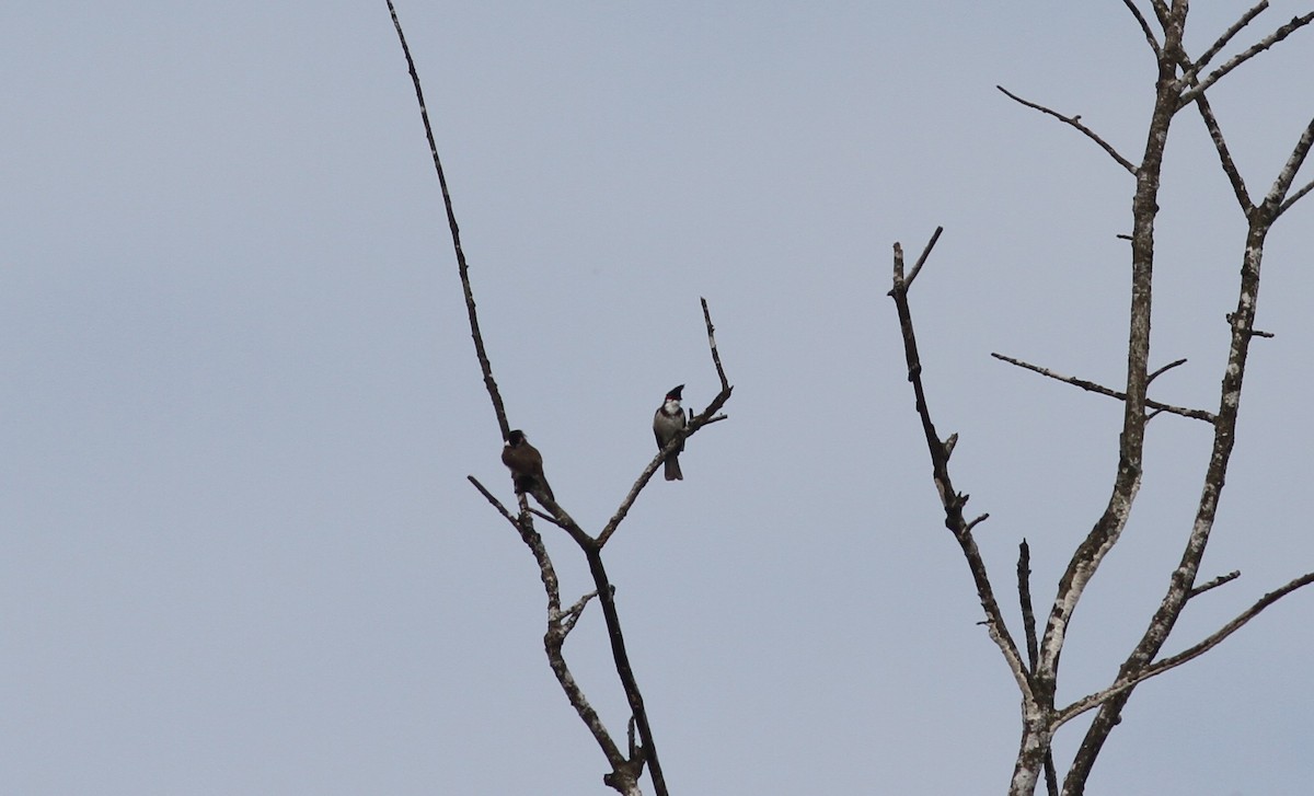 Red-whiskered Bulbul - ML374265471