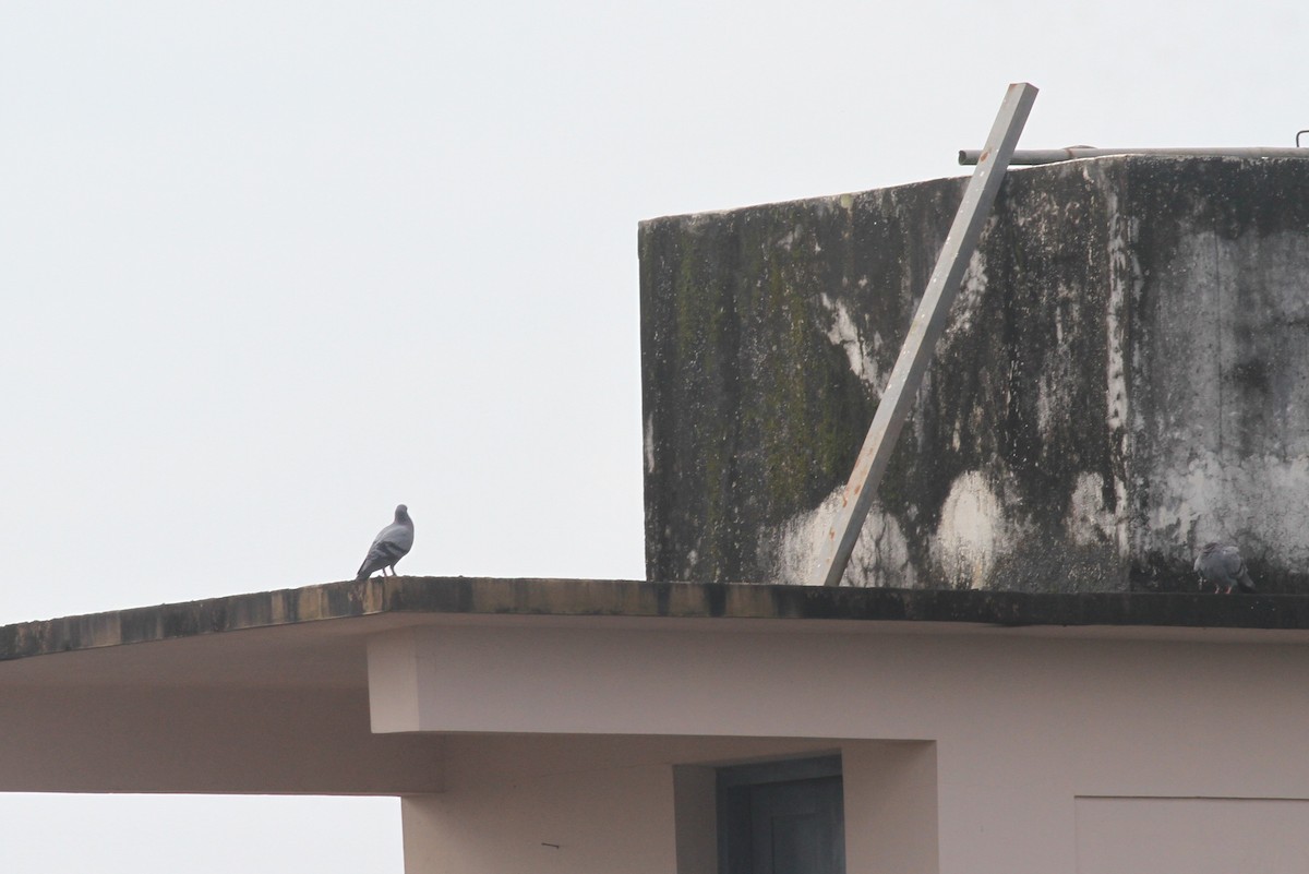 Rock Pigeon (Feral Pigeon) - ML374265681