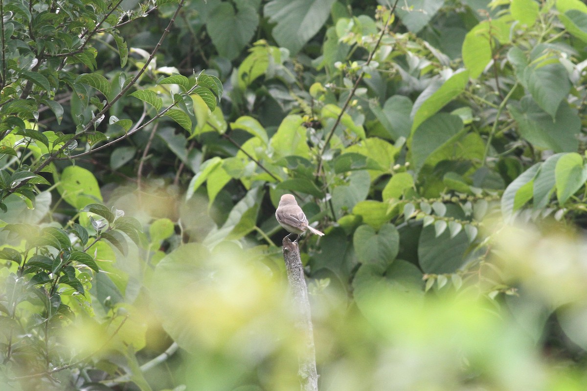 Brown Shrike - ML374265831