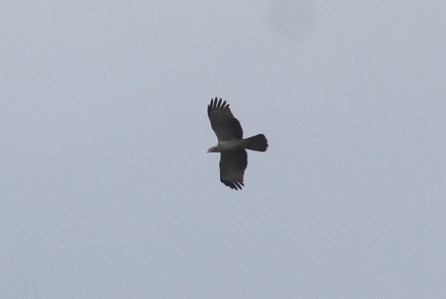 Oriental Honey-buzzard - ML374266041