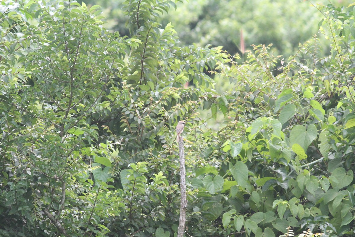 Brown Shrike - Manoj Karingamadathil