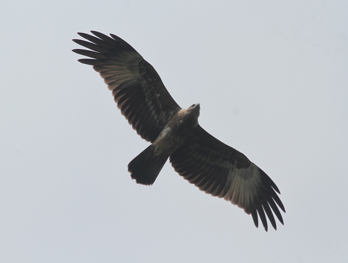 Brahminy Kite - ML374266061