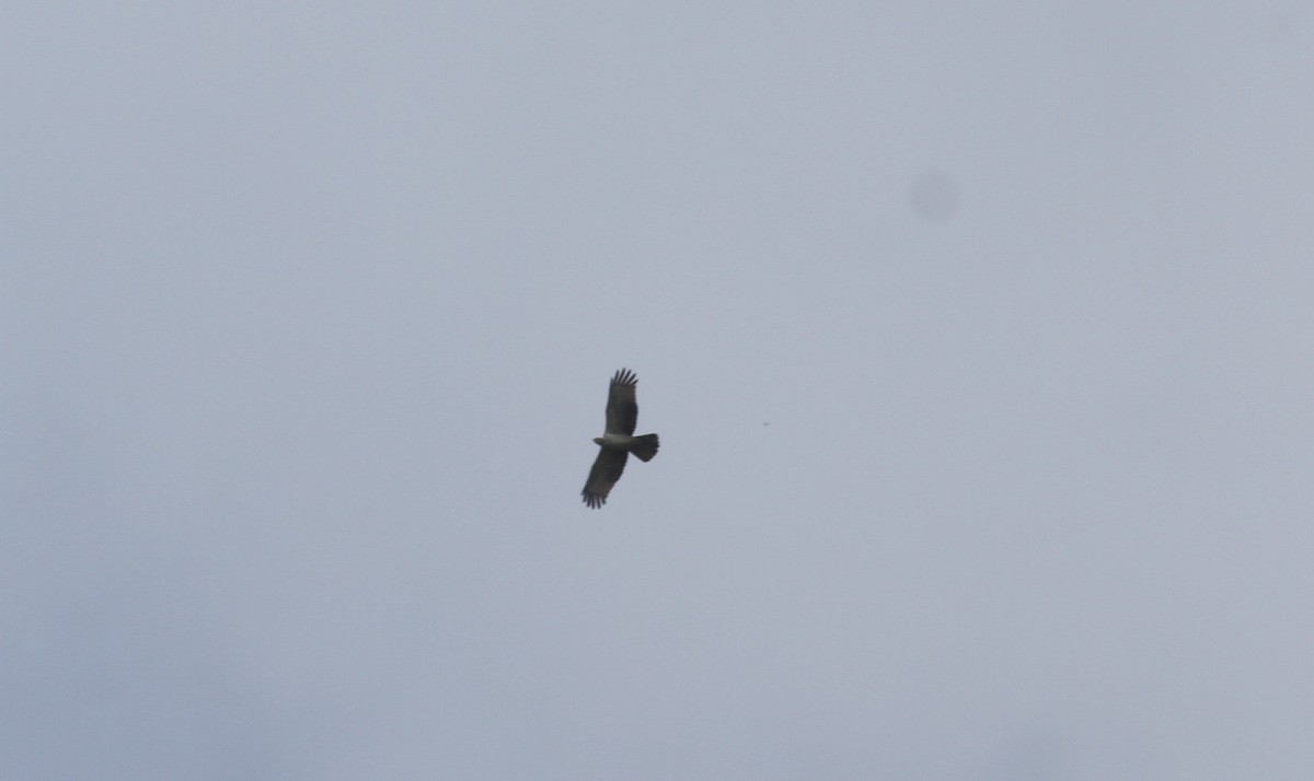 Oriental Honey-buzzard - ML374266081