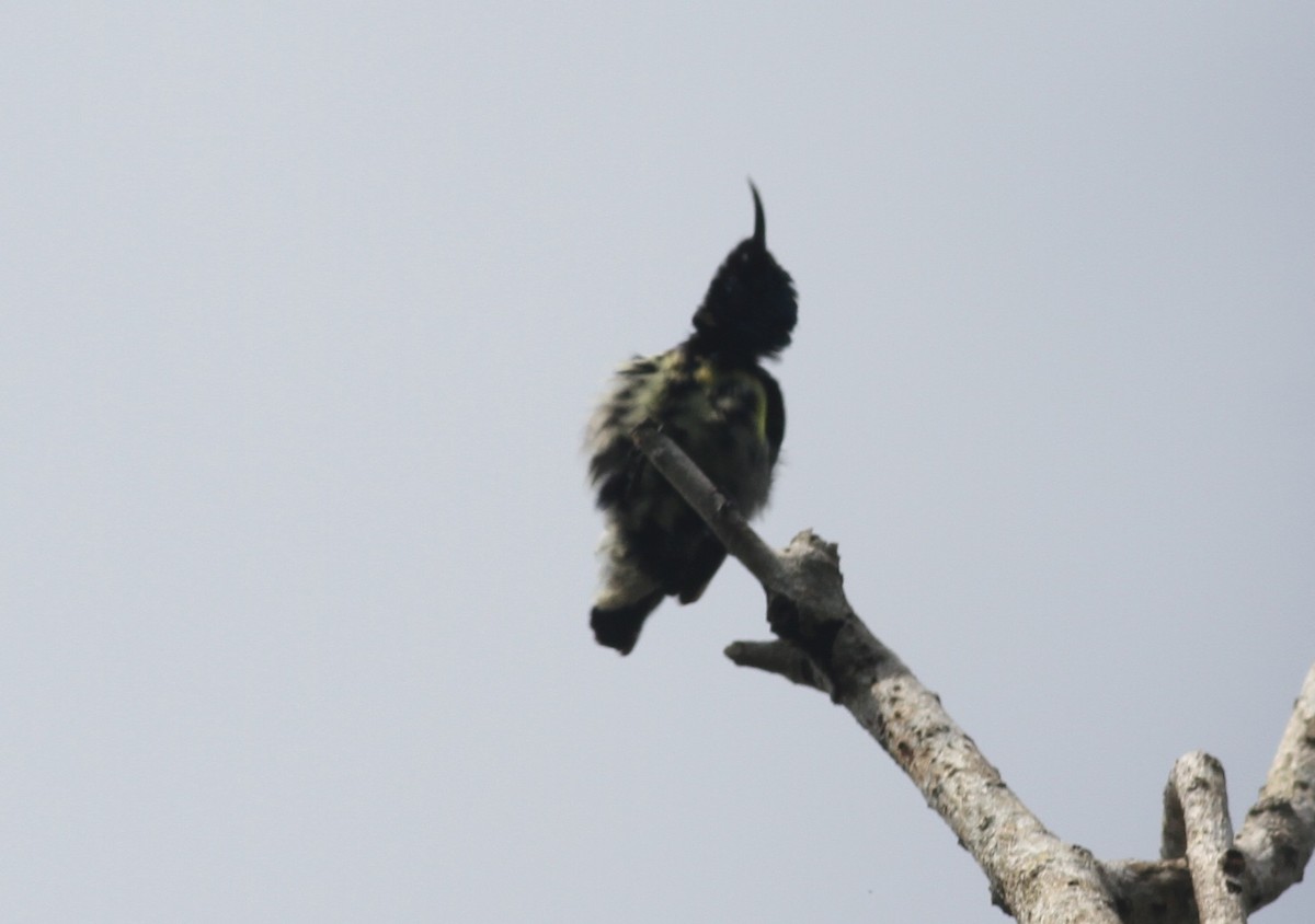 Purple-rumped Sunbird - ML374266101