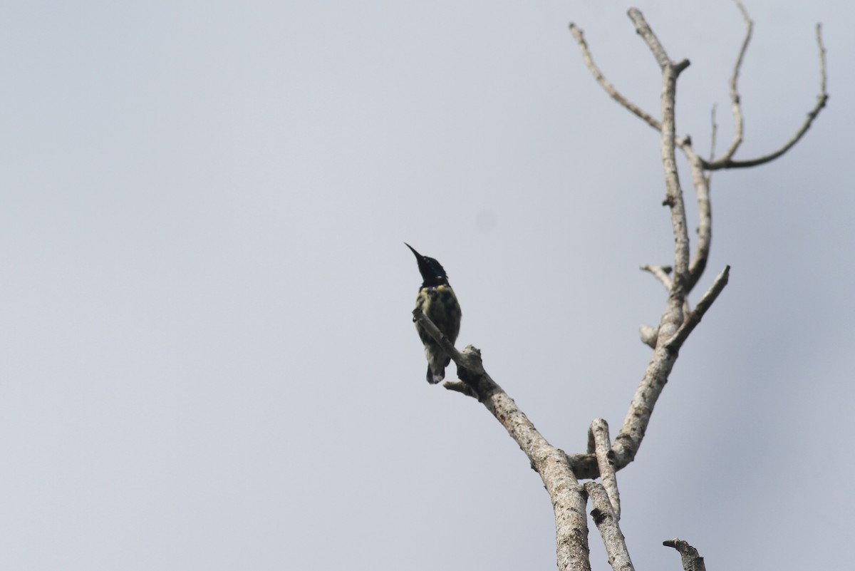 Purple-rumped Sunbird - ML374266191