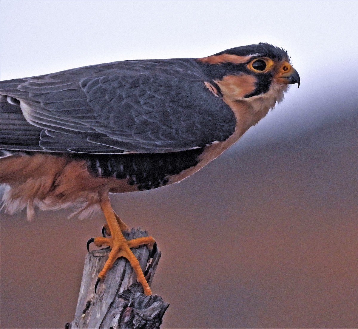 Aplomado Falcon - ML374266291