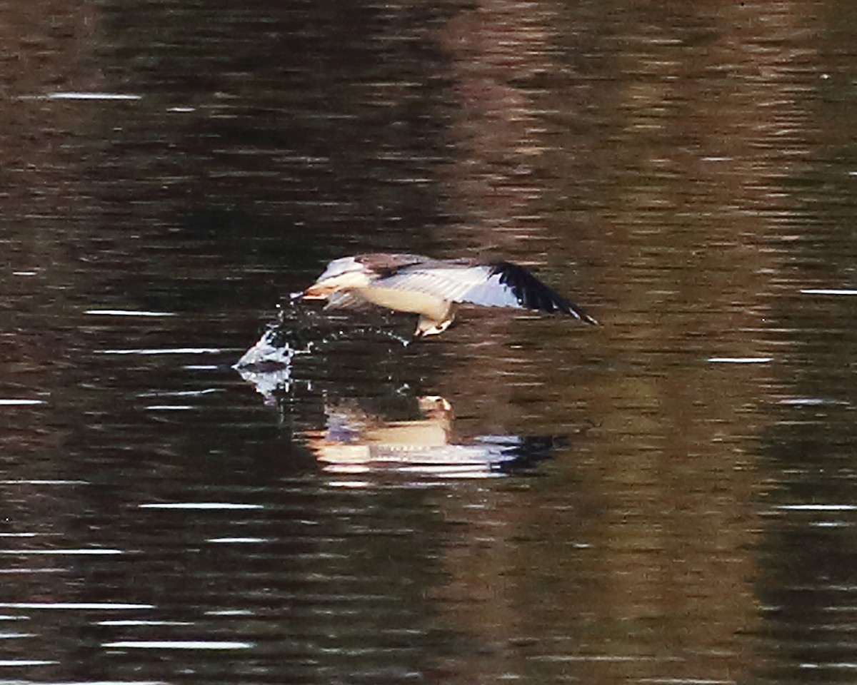 Sabine's Gull - ML374267341