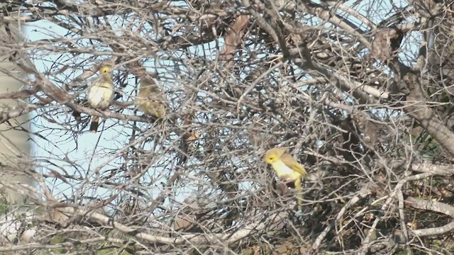 White-plumed Honeyeater - ML374267641