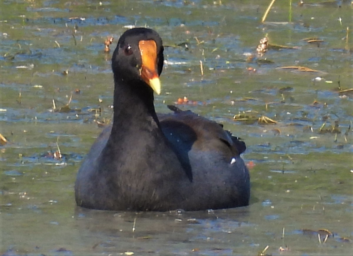 Common Gallinule - ML374268601