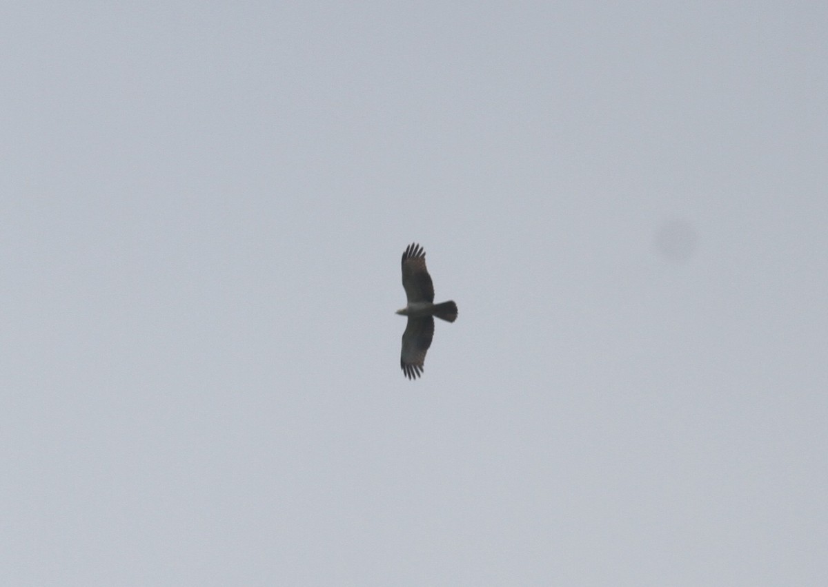 Oriental Honey-buzzard - ML374269081