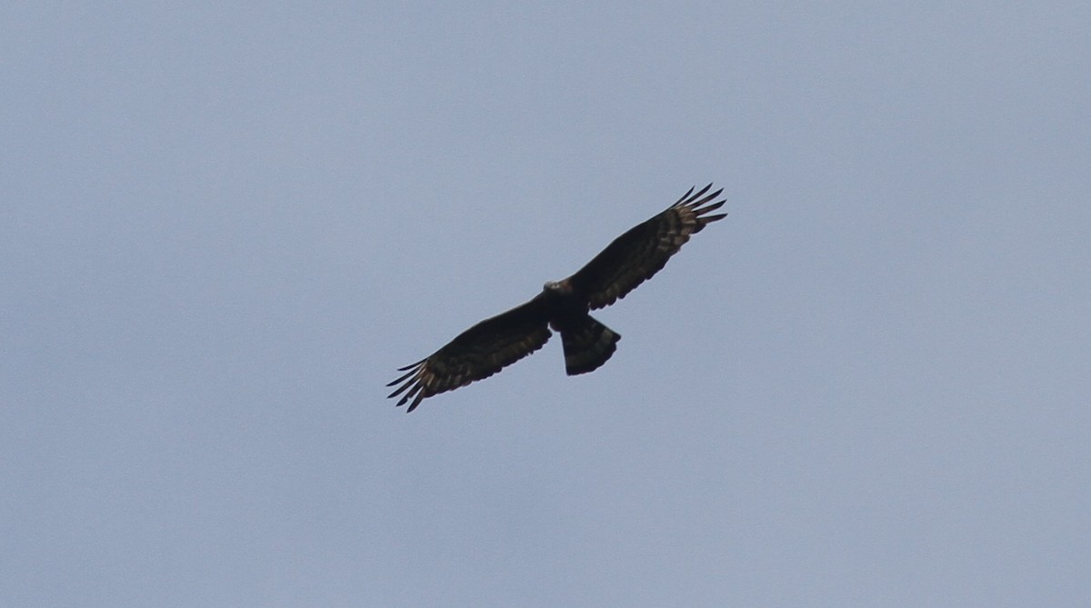 Oriental Honey-buzzard - ML374269291