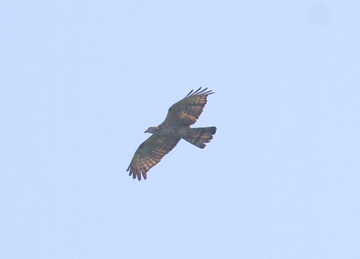 Oriental Honey-buzzard - Manoj Karingamadathil