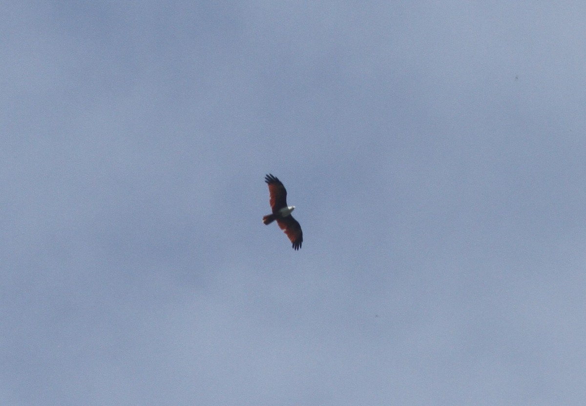 Brahminy Kite - ML374269511