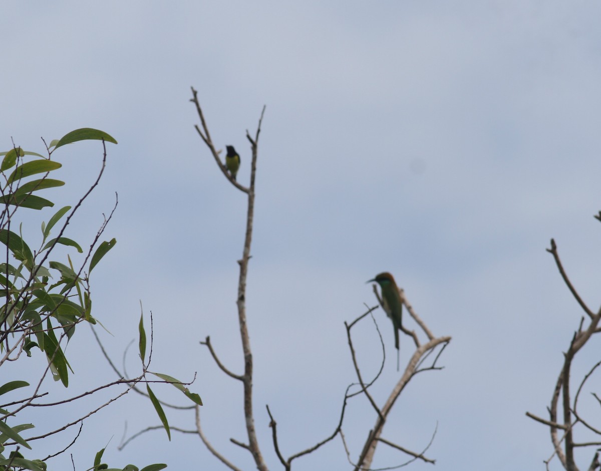 Asian Green Bee-eater - ML374269741